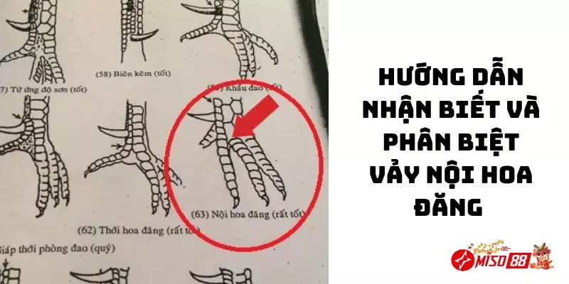 Cách nhận biết vảy nội hoa đăng siêu chi tiết cho người mới