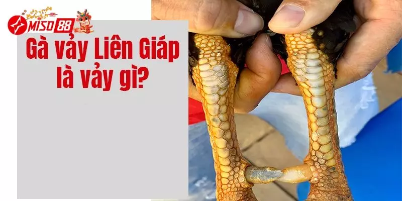 Vảy liên giáp